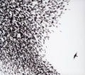 Wilco: Sky Blue Sky  ( CD )