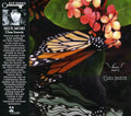 Ikue Mori: Class Insecta - CD
