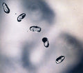 Peter Gabriel: Up - CD
