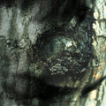 Yann Tiersen: La Valse Des Monstres  ( CD )