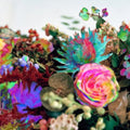 Darkstar: News from Nowhere  ( CD )