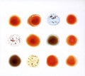 Peter Gabriel: Scratch My Back and I'll Scratch Yours - CD