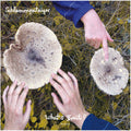 Schlammpeitziger: Whats Fruit Remixes - 12-INCH SINGLE
