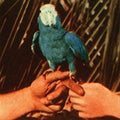 Andrew Bird: Are You Serious - CD