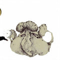 Coil: Ape Of Naples  ( CD )