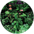 Universo: Underworld - 12-INCH SINGLE