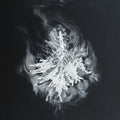 Seabuckthorn: Turns  ( CD )