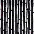 Anton Kubikov: Whatness - Vinyl