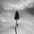 Manchester Orchestra: A Black Mile To The Surface - CD