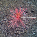 Moebius / Story / Leidecker: Familiar - Vinyl