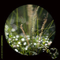 Jacob Newman: Biospherica  ( CD )