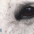 Various: Openings of the Eye  ( CD )