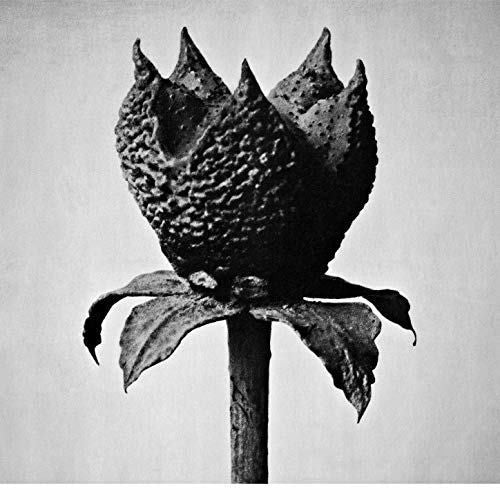 Masayoshi Fujita: Book Of Life  ( CD )