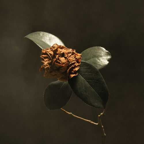 St Paul & the Broken Bones: Young Sick Camellia - CD