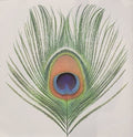 XTC: Apple Venus 1 - CD
