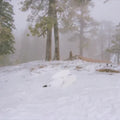 Wisp - Pandora - Indie 12" EP