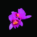 Opeth: Orchid - CD