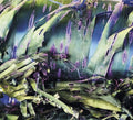 Polypores: Multizonal Mindscramble  ( CD )