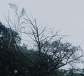 Sadness: Rain - CASSETTES