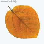 Pete Jolly - Seasons ( VINYL )