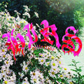 Hirs Collective: We're Still Here - VINYL