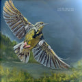 The Wildwoods: Dear Meadowlark  ( CD )