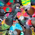 Blawan: Sickelixir  ( CD )