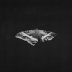 Kendrick Lamar - To Pimp A Butterfly (10th Anniversary) - Indie LP